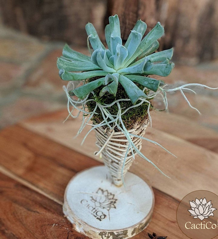 Succulent Gift | Live Succulent Arrangement In A Handcrafted Vine Cone